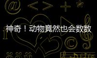 神奇！動物竟然也會數(shù)數(shù)，來一起數(shù)一數(shù)123...