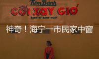 神奇！海寧一市民家中窗臺“被霸占” ，半月后竟然…