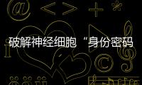 破解神經(jīng)細胞“身份密碼”形成之謎