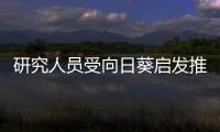 研究人員受向日葵啟發(fā)推出更效率高太陽能發(fā)電系統(tǒng),行業(yè)資訊