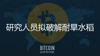 研究人員擬破解耐旱水稻的核心生理及分子特征從而提高產量