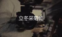 立冬采菊忙
