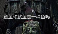 章魚和魷魚是一種魚嗎 章魚和魷魚有什么區別