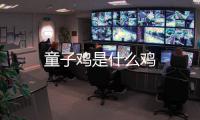 童子雞是什么雞
