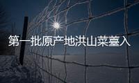 第一批原產地洪山菜薹入市，售價最低100元/斤