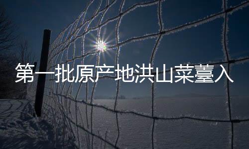 第一批原產地洪山菜薹入市，售價最低100元/斤