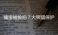 福寶被偷拍？大熊貓保護(hù)研究中心回應(yīng)