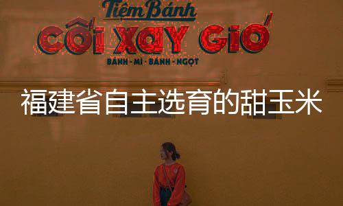 福建省自主選育的甜玉米品種實現進口替代