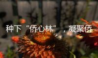種下“僑心林”，凝聚僑胞情！他們為梅州大地再添新綠