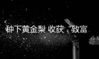 種下黃金梨 收獲“致富果”