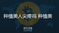 種植美人尖疼嗎 種植美人尖有風險嗎