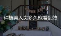 種植美人尖多久能看到效果 種植美人尖去哪里好