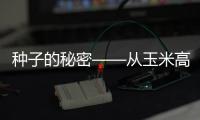 種子的秘密——從玉米高產看河南種業創新