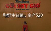 種野生名菌，畝產520斤，1斤能賣80元，一年能賺多少錢？