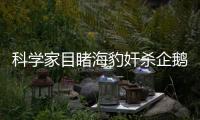 科學(xué)家目睹海豹奸殺企鵝 事后撕碎吃掉