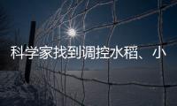 科學(xué)家找到調(diào)控水稻、小麥穗發(fā)芽的“開關(guān)”