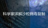 科學(xué)家詳解沙粒病毒復(fù)制調(diào)控機制—新聞—科學(xué)網(wǎng)