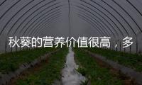 秋葵的營養價值很高，多吃對身體有好處