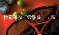 秋蜜采收“嘗甜頭”，農戶增收有奔頭