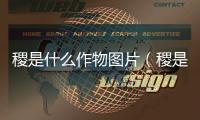 稷是什么作物圖片（稷是什么作物）