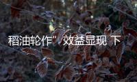 稻油輪作”效益顯現 下察隅鎮冬種油菜迎豐收