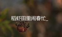 稻蝦田里鬧春忙_