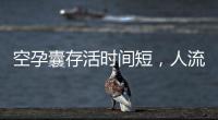 空孕囊存活時間短，人流還是清宮需根據孕周而定
