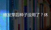 穗發(fā)芽后種子沒(méi)用了？休眠“開(kāi)關(guān)”找到了—新聞—科學(xué)網(wǎng)