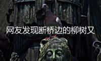 網(wǎng)友發(fā)現(xiàn)斷橋邊的柳樹又重新栽回 官方：后續(xù)將追責(zé)