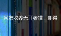 網友收養無耳老貓，卻得到意外收獲：不是我救了貓，是貓救了我！