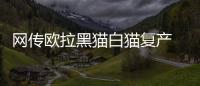 網傳歐拉黑貓白貓復產 官方回應：消息不實