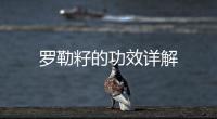 羅勒籽的功效詳解