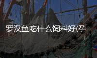 羅漢魚吃什么飼料好(孕婦吃什么容易消化)