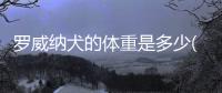 羅威納犬的體重是多少(羅威納犬五個月多少斤)