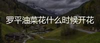 羅平油菜花什么時候開花，羅平油菜花什么時候開