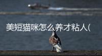 美短貓咪怎么養(yǎng)才粘人(短美貓咪)