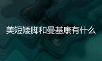 美短矮腳和曼基康有什么區別？ 矮腳曼基康