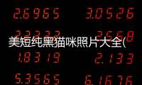 美短純黑貓咪照片大全(純黑美短多少錢一只)