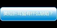 美短折耳貓有什么缺陷？美短折耳是病嗎
