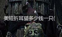 美短折耳貓多少錢一只(美短折耳貓一定會發病嗎)