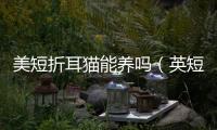 美短折耳貓能養(yǎng)嗎（英短折耳貓真不能養(yǎng)嗎）