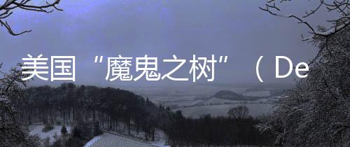 美國“魔鬼之樹”（Devil Tree）突然出現(xiàn)自燃現(xiàn)象