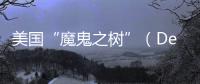 美國“魔鬼之樹”（Devil Tree）突然出現自燃現象