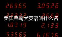 美國惡霸犬英語叫什么名字？美國惡霸犬英文名