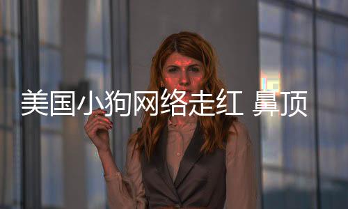 美國小狗網絡走紅 鼻頂餅干背馱水杯屹立不倒