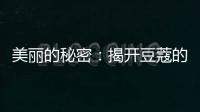美麗的秘密：揭開豆蔻的神奇之力！