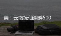 美！云南撫仙湖畔500畝櫻花盛開