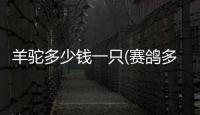 羊駝多少錢一只(賽鴿多少錢一只)