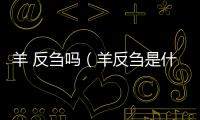 羊 反芻嗎（羊反芻是什么意思）