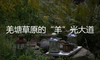 羌塘草原的“羊”光大道